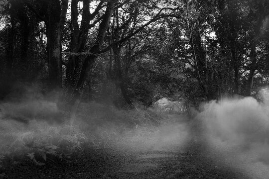 Fototapeta Way between trees and smoke