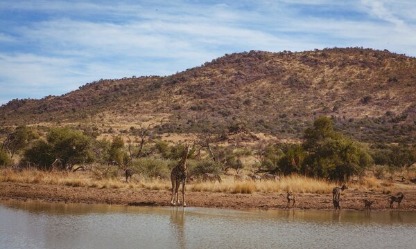 Giraffe at lakeshore in forest