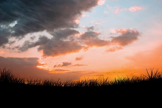 Fototapeta Flat design is depicting tall grass silhouette rising against vibrant sunset sky with wispy clouds
