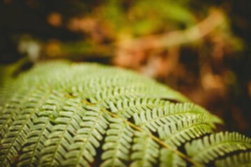 Close-up of fern leaves growing outdoors © vectorfusionart