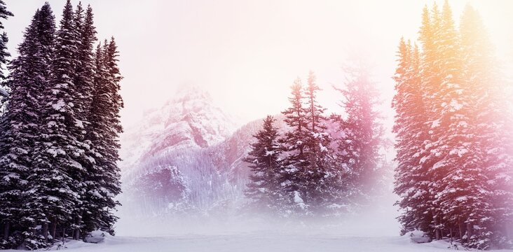 Fototapeta Scenic view of snow covered trees