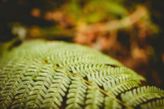 Close-up of fern leaves growing outdoors