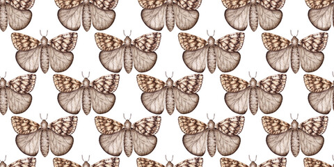 Brown moths butterflies pattern watercolor