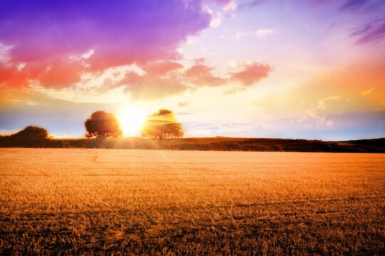 Fototapeta Harvested wheat field is spreading under flat design sunset, with sunburst between deciduous trees