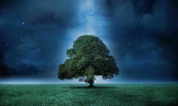Fototapeta Solitary broadleaf tree is standing in flat design meadow under pale light beam against night sky