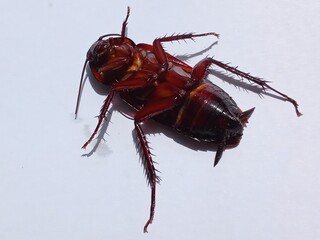 dead  cockroach 