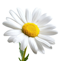 Close-Up of a Beautiful White Daisy Flower with Yellow Center