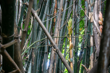 Dense Bamboo Forest with Green Foliage