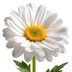 Fototapeta premium Beautiful White Daisy Flower with Bright Yellow Center and Green Leaves