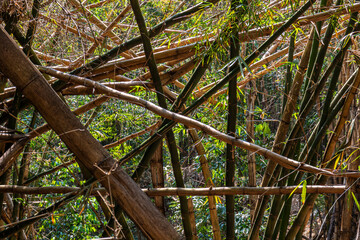 Dense bamboo grove with overlapping stalks and sunlight filtering through. A symbol of strength, flexibility, and fast-growing vegetation in tropical ecosystems.