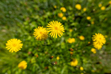 Yellow hawkweed (Hieracium) flowers blooming in meadow. Close-up view of wild herbs in natural green background on a sunny day.