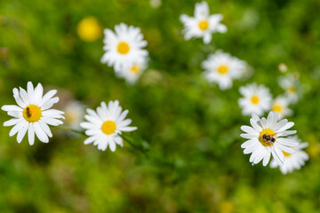 Fototapeta premium Close-up of oxeye daisies (Leucanthemum vulgare) with hoverfly pollinating one flower, blurred green meadow background, shallow depth of field.