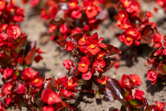 Red wax begonias (Begonia semperflorens) blooming in a flowerbed. Glossy leaves and bright red flowers in full sunlight, symbolizing energy and liveliness. - Powered by Adobe
