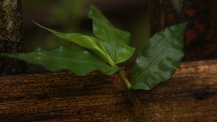 Fresh green grass growing on bamboo.