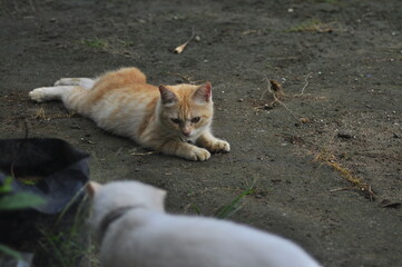 Cat Playing Outdoor in park