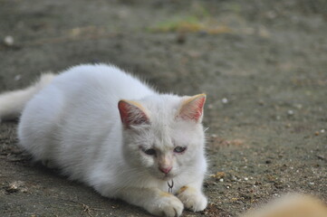 Cat Playing Outdoor in park