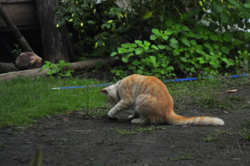 Cat Playing Outdoor in park