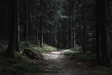 Obraz premium a dirt path in a forest with trees