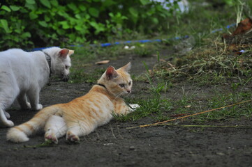 Cat Playing Outdoor in park