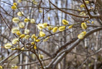 sunny day, flower glades in the middle of the forest, spring season, walks in the surroundings