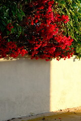 Idyllic sunset golden hour sunlight hitting san diego house with red flowers