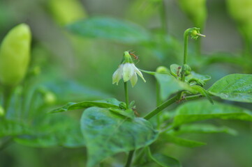  chili pepper grows on green plantation of vegetables in greenhouse