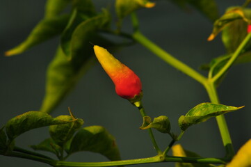  chili pepper grows on green plantation of vegetables in greenhouse