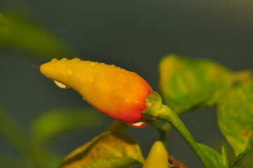  chili pepper grows on green plantation of vegetables in greenhouse