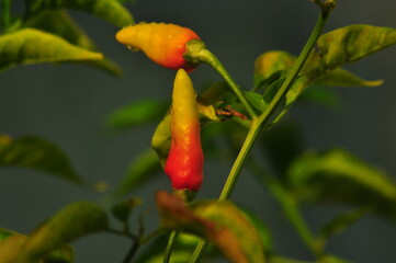  chili pepper grows on green plantation of vegetables in greenhouse
