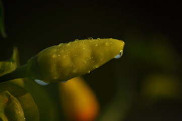  chili pepper grows on green plantation of vegetables in greenhouse