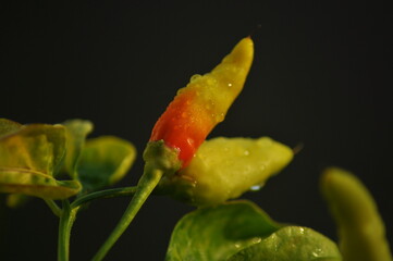  chili pepper grows on green plantation of vegetables in greenhouse