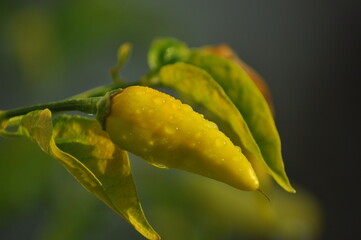  chili pepper grows on green plantation of vegetables in greenhouse