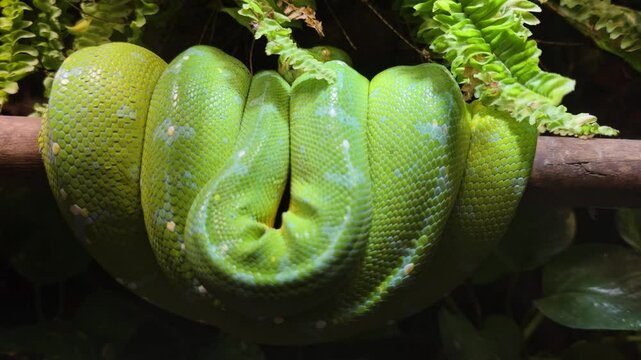 A bright green tree python (Morelia viridis) rests coiled on a branch, its vibrant scales and intricate patterns visible against a dark, leafy jungle background in its natural habitat.