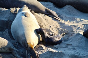 baby elephant seal feeding on beach at Elephant seal vista point California