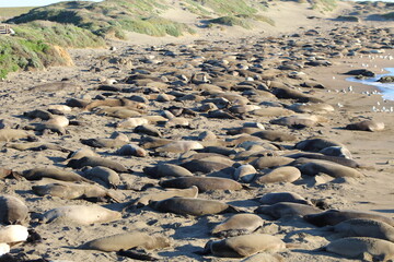 elephant seals laying on beach at Elephant seal vista point California