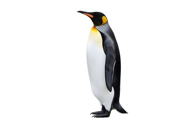 Naklejka premium King Penguin Standing Tall Isolated White Background