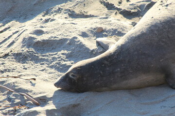 elephant seals laying on beach at Elephant seal vista point California