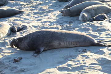 elephant seals laying on beach at Elephant seal vista point California