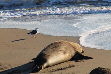 elephant seals laying on beach at Elephant seal vista point California © Sarah