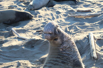 elephant seals laying on beach at Elephant seal vista point California