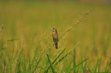 birds eating flower plants in paddy fields
