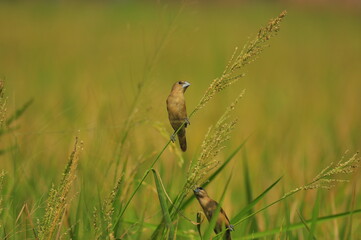 birds eating flower plants in paddy fields