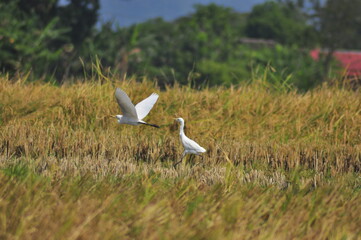 Flying big white bird in the sky top of paddy field