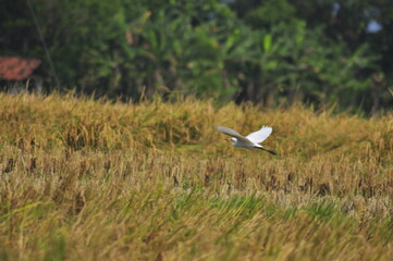 Flying big white bird in the sky top of paddy field