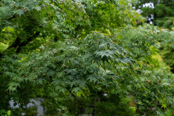 雨に濡れた青みじの葉