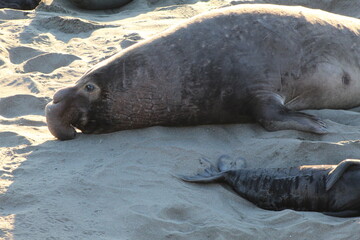 elephant seals laying on beach at Elephant seal vista point California