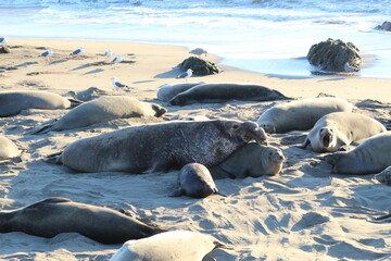 elephant seals laying on beach at Elephant seal vista point California