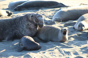 elephant seals laying on beach at Elephant seal vista point California