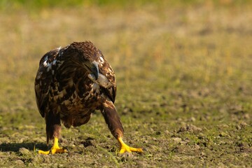 red tailed hawk