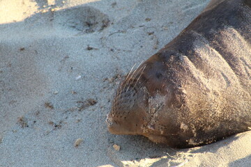 elephant seals laying on beach at Elephant seal vista point California © Sarah